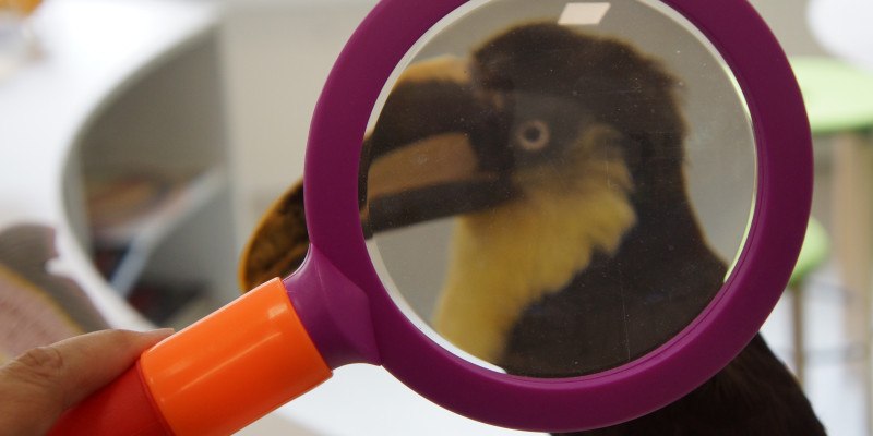 En fugl set igennem et forstørrelsesglas