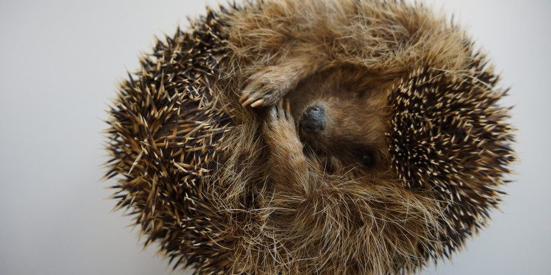 Et pindsvin der ligger helt krøllet sammen på ryggen